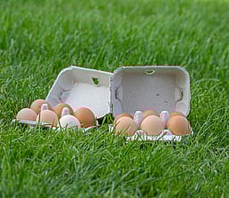 Pasture raised eggs shown in two egg boxes sat on the grass in the sunshine