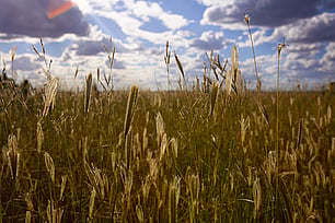 Sustainability & Environment