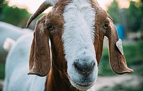 Goats - Contact us and we will help you get the most from your Goats