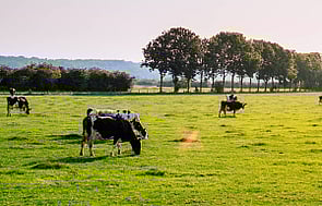 high milk yield, healthy dairy cows