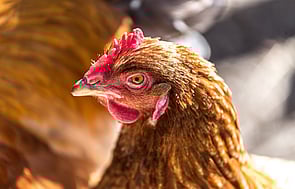 Poulty - Contact us and we will help you get the most from your Poultry