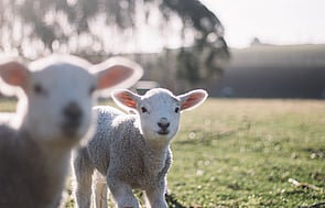 lamb health, healthy lambs, healthy sheep, sheep health, fat lambs