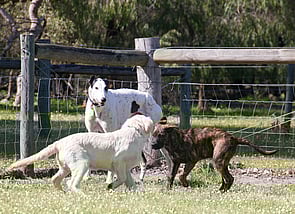 Our greyhound, Flip, supervising the young ones!