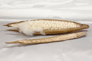 Find out more about Kapok Fibre