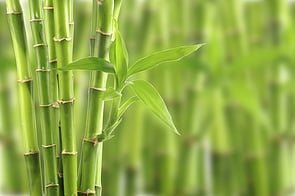 Bamboo growing