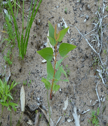 80 days after planting this seedling has developed a strong root system and is showing new leaves forming.