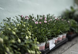 The Hungry Caterpillar, Dipton