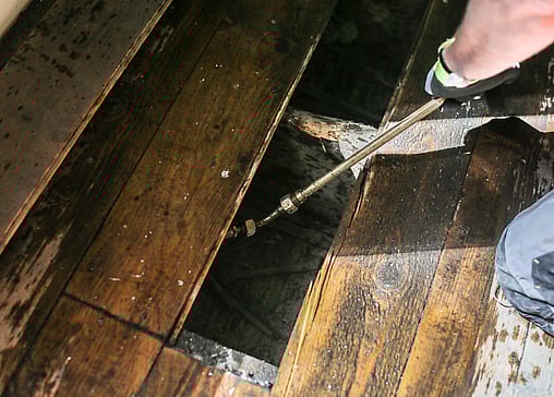 example of dry rot in timber