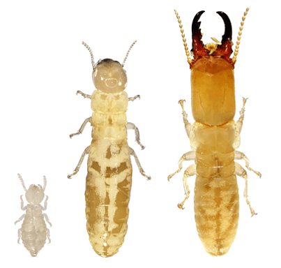 Termite treatments Cairns