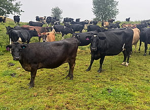 86 x In-calf Kiwi X Cows - BW: 130, PW: 157Jason Roberts, 027 707 1271