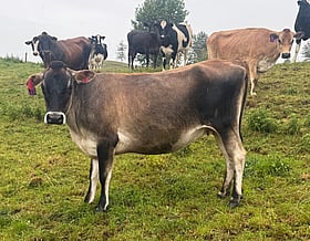 39 x Jersey Carryover Cows. DTC from 20/07 - BW: 107, PW: 178Jason Roberts, 027 707 1271