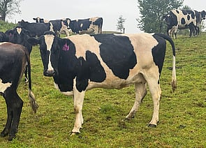 73 x Friesian Carryover Cows. DTC from 20/07. - BW: 82, PW: 103Jason Roberts, Ph: 027 707 1271