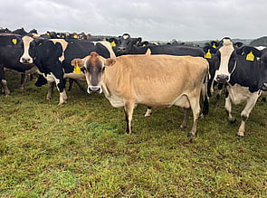37 x Autumn Calving Jersey Cows. DTC from 14/03 - BW: 27, PW: -24Jason Roberts, 027 707 1271