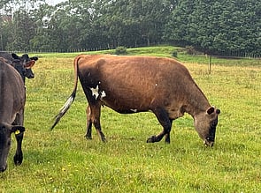 19 x Jersey Autumn Calving Heifers. DTC from 14/03 - BW: 112, PW: 127Jason Roberts, 027 707 1271