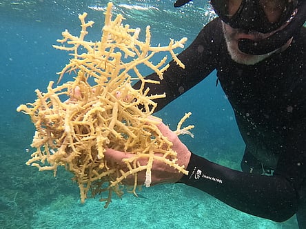 Fresh from the ocean