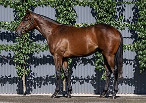 Lot 346 - Pinatubo (IRE) x El DaanaColt-Click here