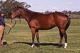 Lot 274 - Middlebrook Miss-Click here