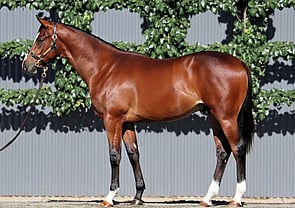 Lot 312 - Castelvecchio x Gina LolaColt-Click here