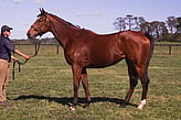 Lot 327 - Carrera To The Max-Click here