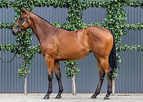 Lot 507 - Home Affairs x Panna CottaFilly-Click here-