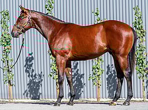 Lot 96 - Written Tycoon - Demanding Queen Colt-Click here