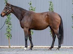 Lot 997 - Marjoram(Kodiac - Marywell)Broodmare-Click here