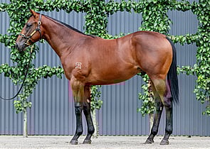 Lot 589 - Tassort x RockthenightawayColt-Click here