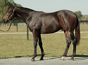 Lot 1722 - Royal Meeting - Space Trip Colt-Click here