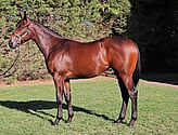 Lot 237 Filly - American Pharoah ex Tavarnelle