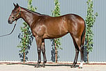Lot 832 - Almanzor ex Enide Filly-Click here