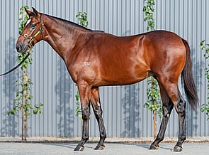 Lot 281 - Zed - Opulence Colt-Click here
