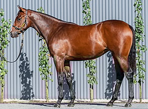 Lot 409 - Snitzel - Tell Your Mama Filly-Click here