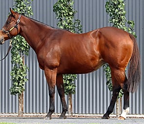 Lot 292 - Tale Of Choice (Redoute's Choice x Cat By The Tale {USA})-Click here-
