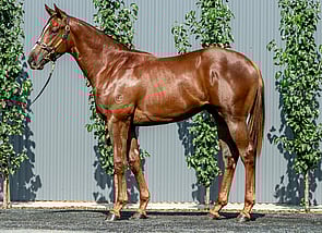 Lot 577 - Capitalist - Derelique Colt-Click here