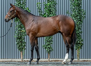 Lot 306 - Per Incanto - Gold Colt-Click here