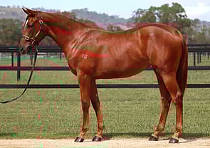 Lot 95 - Home Affairs x Orchidia (IRE)Filly-Click here