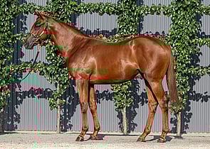 Lot 698 - Almanzor (FR) x Summer's Day (NZ)Colt-Click here-