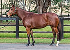 Lot 918 - TRISStreet Bossex BurattiBroodmare-Click here