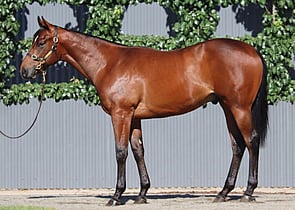Lot 139 - Snitzel x California GallantColt-Click here-