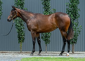 Lot 162 - So You Think - Chabaud Filly-Click here