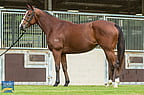 Lot 701 - NOT A CHOICENot A Single Doubtex Hussy By ChoiceRacehorse Filly/Mare-Click here