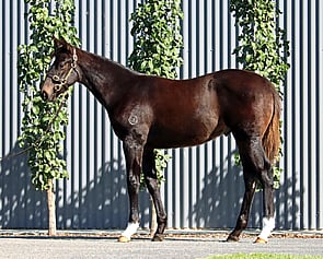 Lot 40 - Wild Ruler x Lady Pavli Chenko Colt-Click here