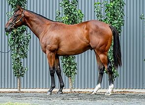 Lot 419 - Maurice - Late Change Colt-Click here