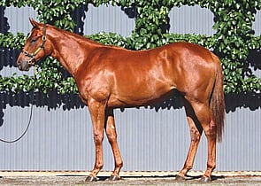 Lot 239 - Anamoe x EawaseFilly-Click here-