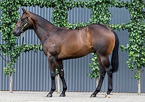 Lot 724 - North Pacific x Thunder RaiderColt-Click here