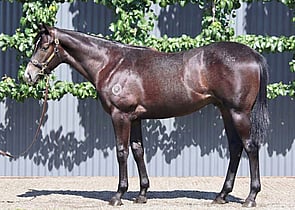 Lot 679 - Anamoe x Platinum BulletColt-Click here