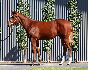 Lot 429 - Captivant x GlidingColt-Click here-