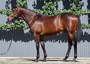 Lot 213 - Wootton Bassett (GB) x DereliqueColt-Click here