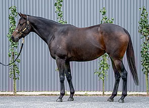 Lot 855 - Dragon's Kiss(Divine Prophet - vernal)broodmare-Click here