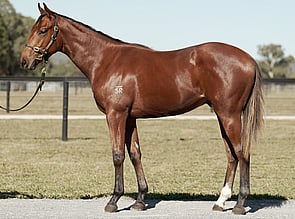 Lot 1480 - All Too Hard  - Cherokee Blossom Colt-Click here
